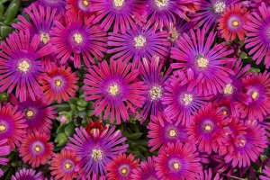 Delosperma 'Granita Raspberry' 